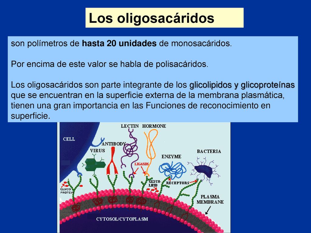 Los oligosacáridos son polímetros de hasta 20 unidades de monosacáridos. Por encima de este valor se habla de polisacáridos.