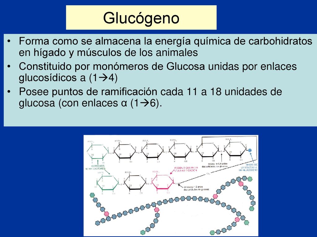 Glucógeno Forma como se almacena la energía química de carbohidratos en hígado y músculos de los animales.