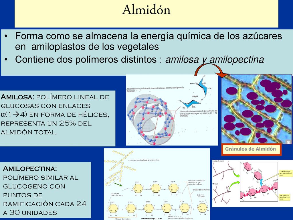 Almidón Forma como se almacena la energía química de los azúcares en amiloplastos de los vegetales.