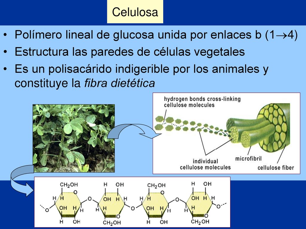 Celulosa Polímero lineal de glucosa unida por enlaces b (14) Estructura las paredes de células vegetales.