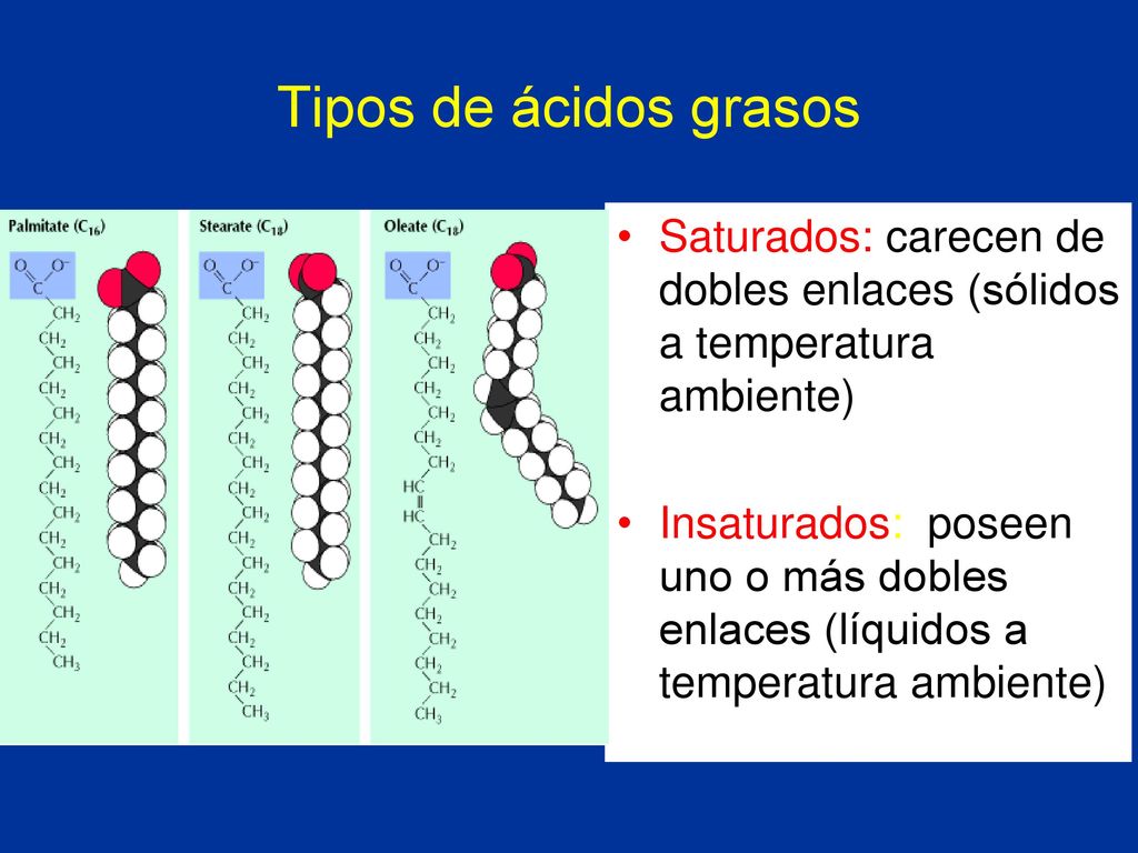 Tipos de ácidos grasos Saturados: carecen de dobles enlaces (sólidos a temperatura ambiente)