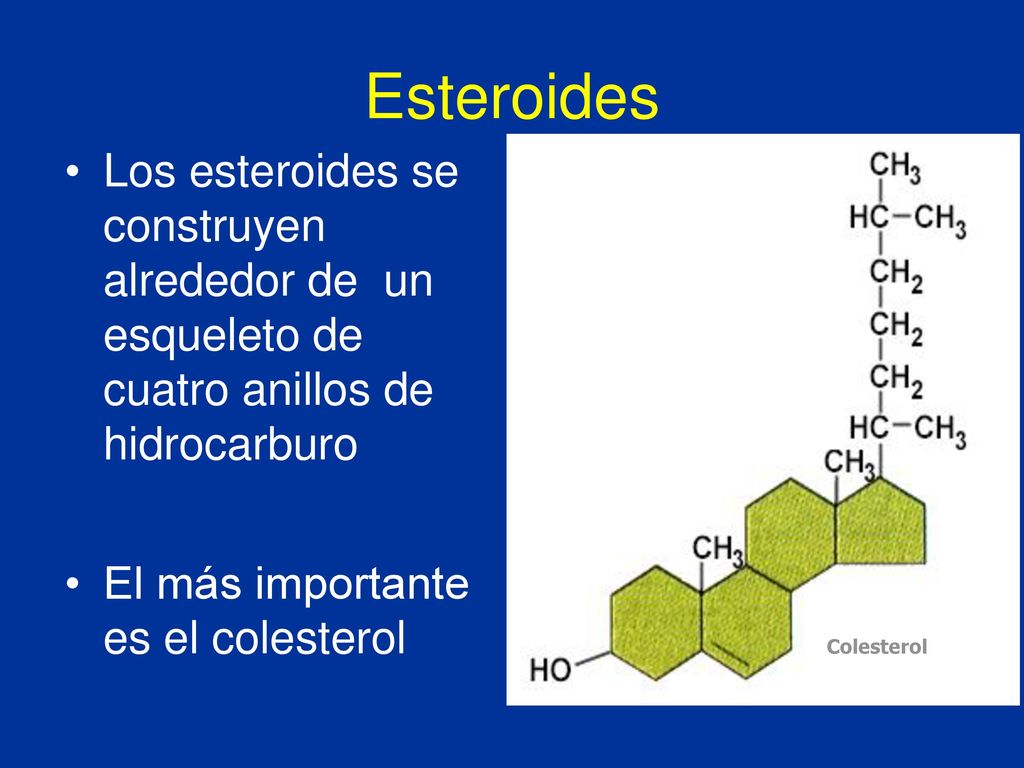 Esteroides Los esteroides se construyen alrededor de un esqueleto de cuatro anillos de hidrocarburo.