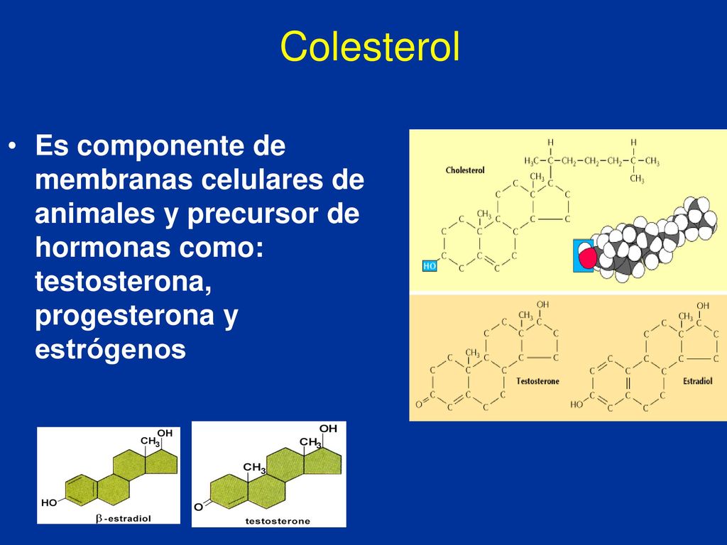 Colesterol Es componente de membranas celulares de animales y precursor de hormonas como: testosterona, progesterona y estrógenos.