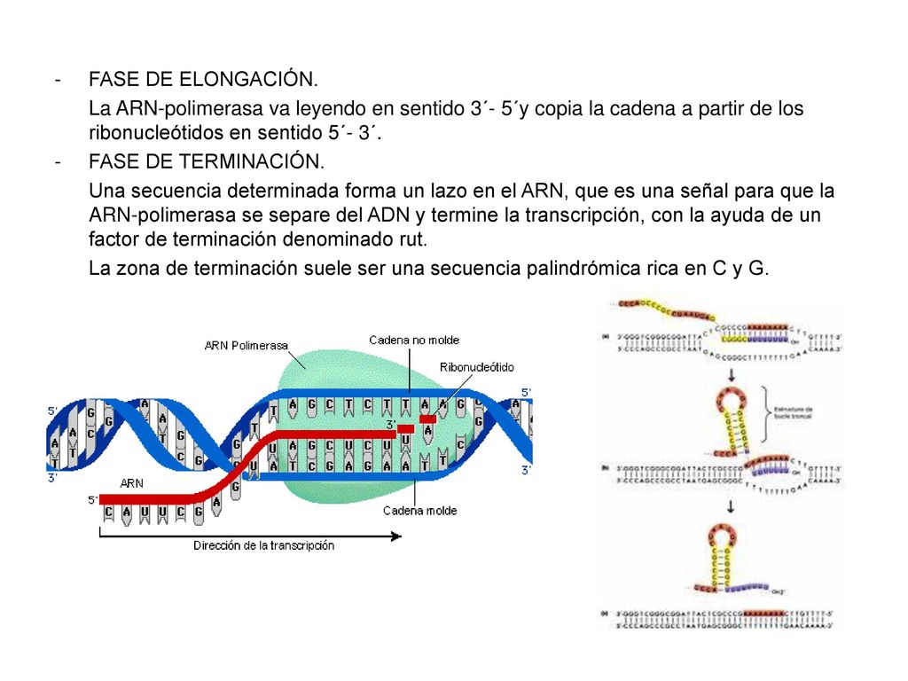 FASE DE ELONGACIÓN. La ARN-polimerasa va leyendo en sentido 3´- 5´y copia la cadena a partir de los ribonucleótidos en sentido 5´- 3´.