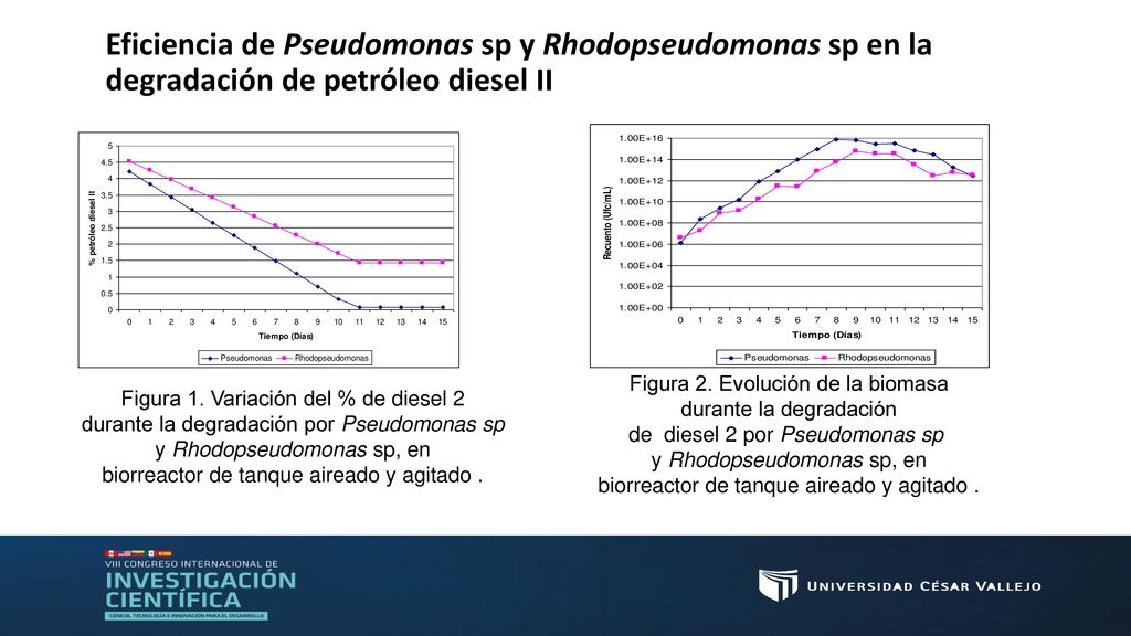 Eficiencia de Pseudomonas sp y Rhodopseudomonas sp en la degradación de petróleo diesel II
