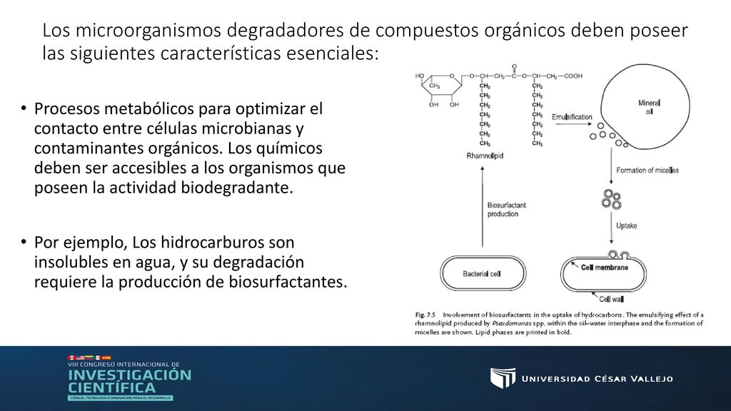 Los microorganismos degradadores de compuestos orgánicos deben poseer las siguientes características esenciales: