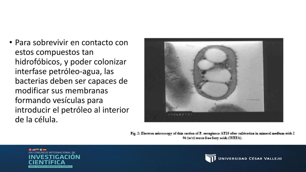 Para sobrevivir en contacto con estos compuestos tan hidrofóbicos, y poder colonizar la interfase petróleo-agua, las bacterias deben ser capaces de modificar sus membranas formando vesículas para introducir el petróleo al interior de la célula.