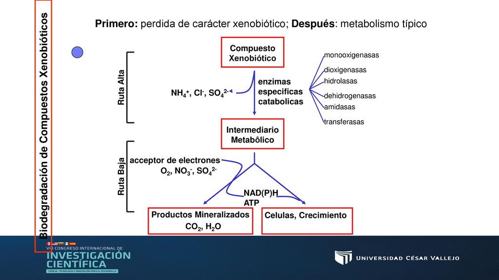Compuesto Xenobiótico acceptor de electrones Productos Mineralizados