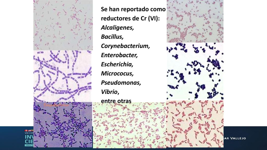 Se han reportado como reductores de Cr (VI): Alcaligenes, Bacillus, Corynebacterium, Enterobacter, Escherichia, Micrococus, Pseudomonas, Vibrio, entre otras