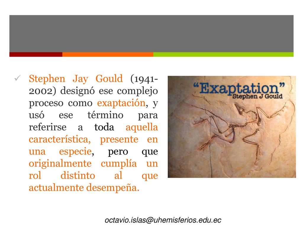 Stephen Jay Gould ( ) designó ese complejo proceso como exaptación, y usó ese término para referirse a toda aquella característica, presente en una especie, pero que originalmente cumplía un rol distinto al que actualmente desempeña.