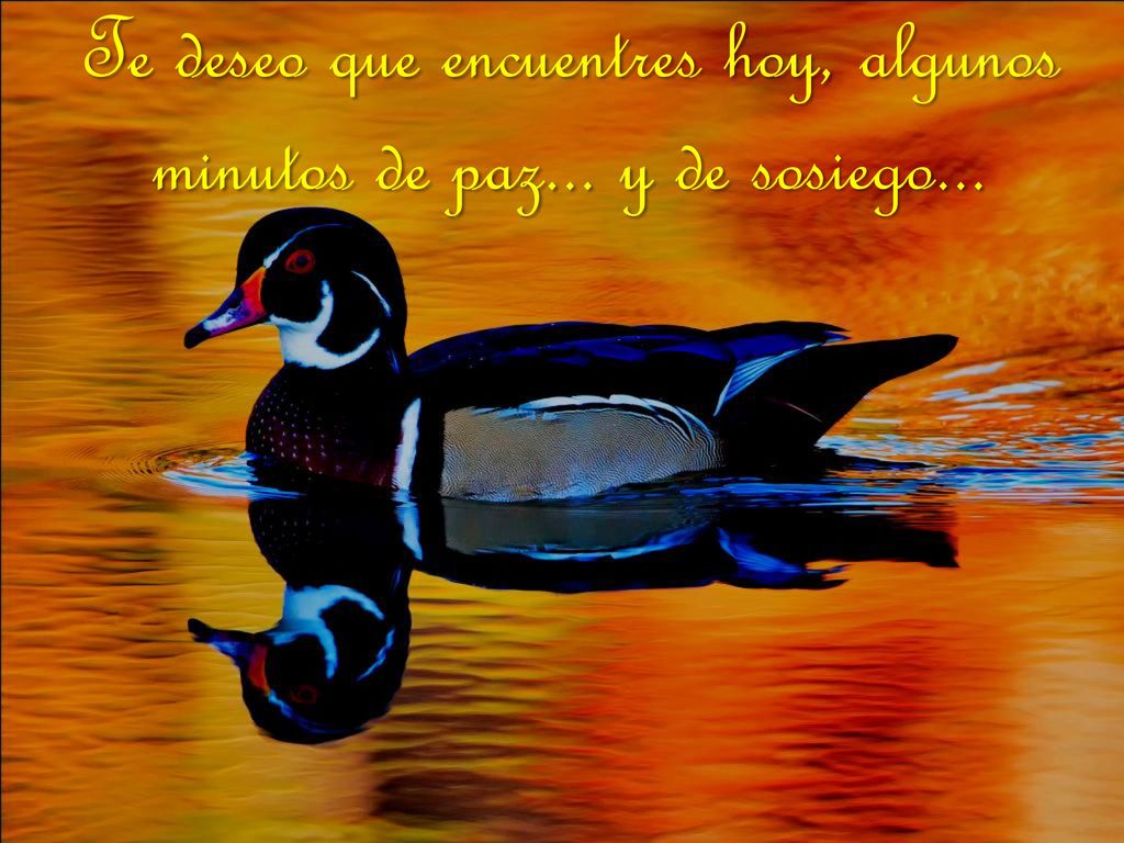 Te deseo que encuentres hoy, algunos minutos de paz... y de sosiego...
