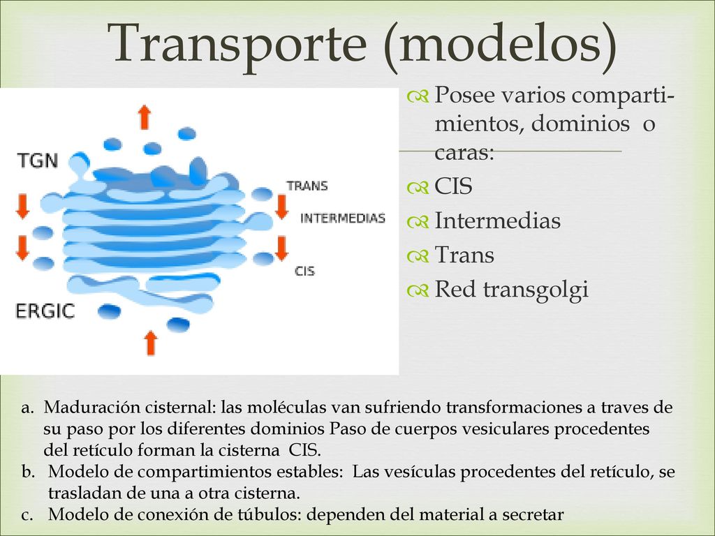 Transporte (modelos) Posee varios comparti- mientos, dominios o caras: