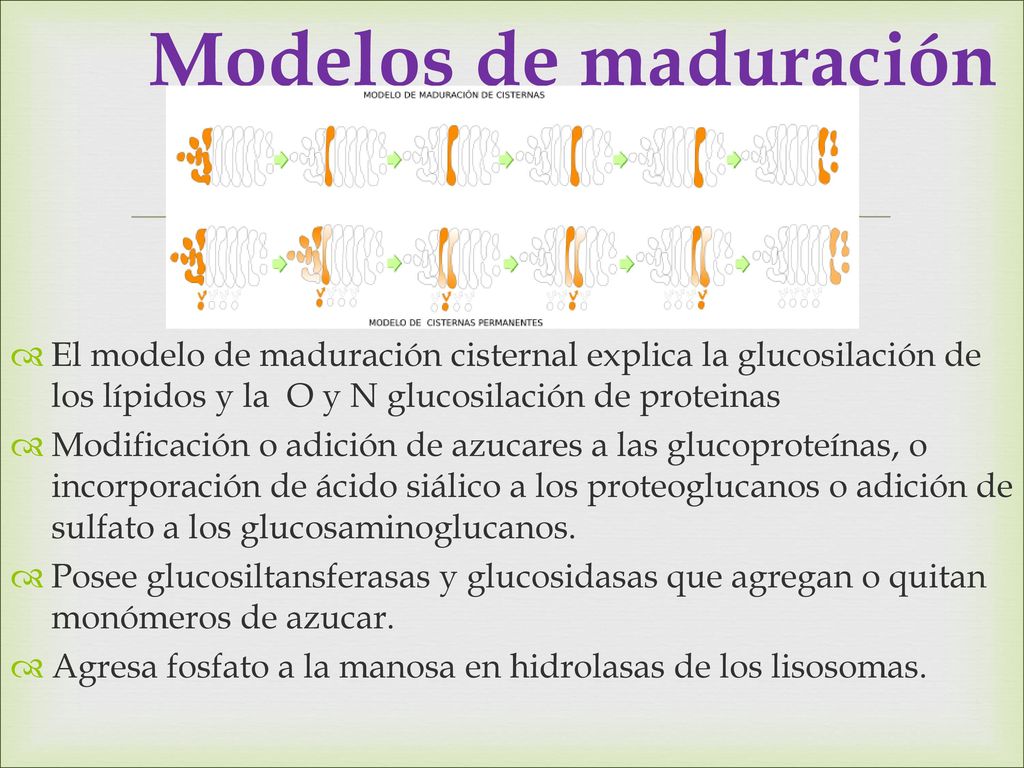 Modelos de maduración El modelo de maduración cisternal explica la glucosilación de los lípidos y la O y N glucosilación de proteinas.