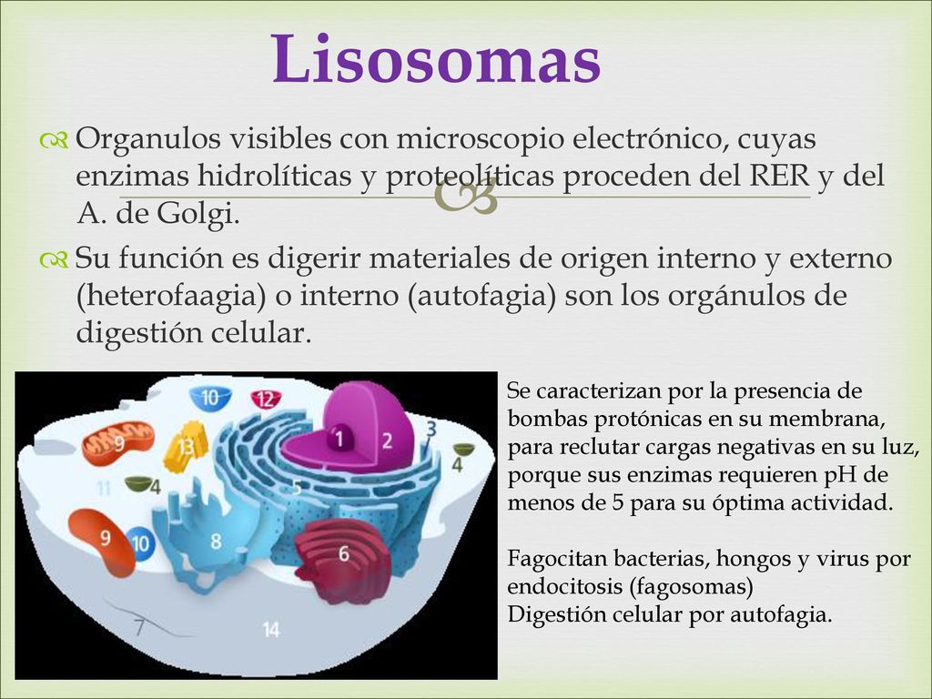 Lisosomas Organulos visibles con microscopio electrónico, cuyas enzimas hidrolíticas y proteolíticas proceden del RER y del A. de Golgi.