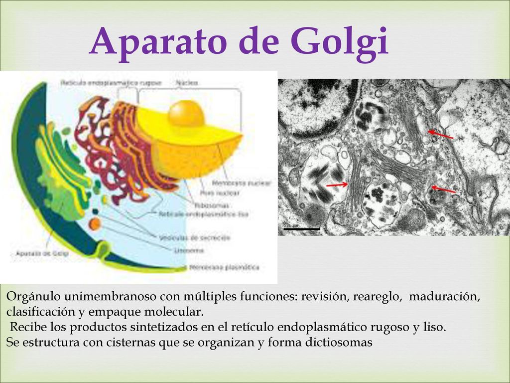 Aparato de Golgi Orgánulo unimembranoso con múltiples funciones: revisión, reareglo, maduración, clasificación y empaque molecular.