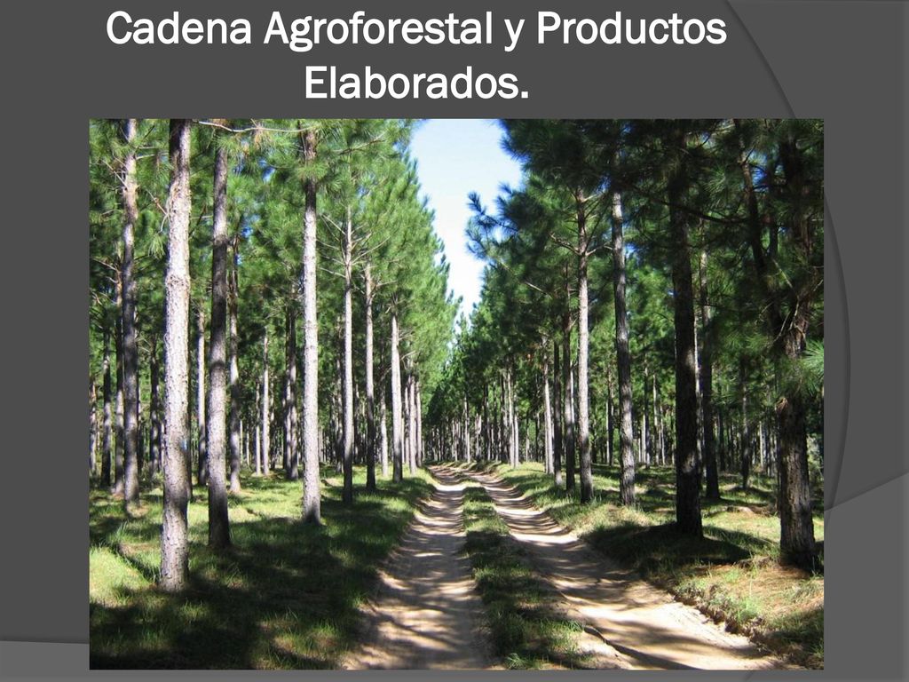 Cadena Agroforestal y Productos Elaborados.