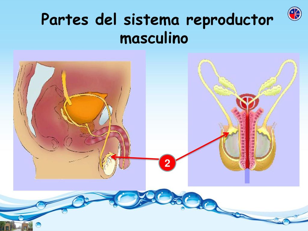 Partes del sistema reproductor masculino
