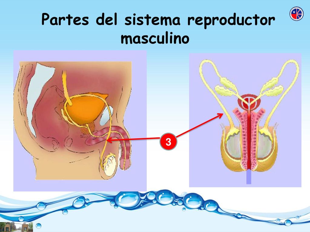 Partes del sistema reproductor masculino