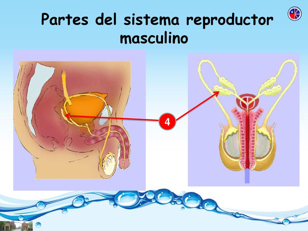 Partes del sistema reproductor masculino