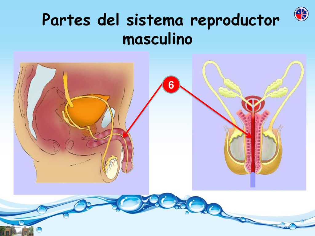 Partes del sistema reproductor masculino