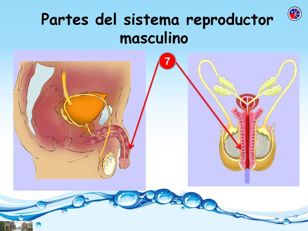 Partes del sistema reproductor masculino