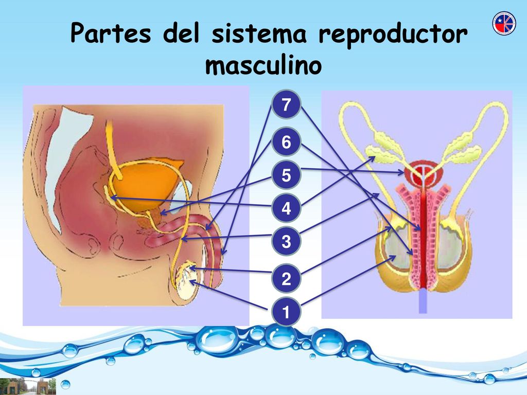 Partes del sistema reproductor masculino