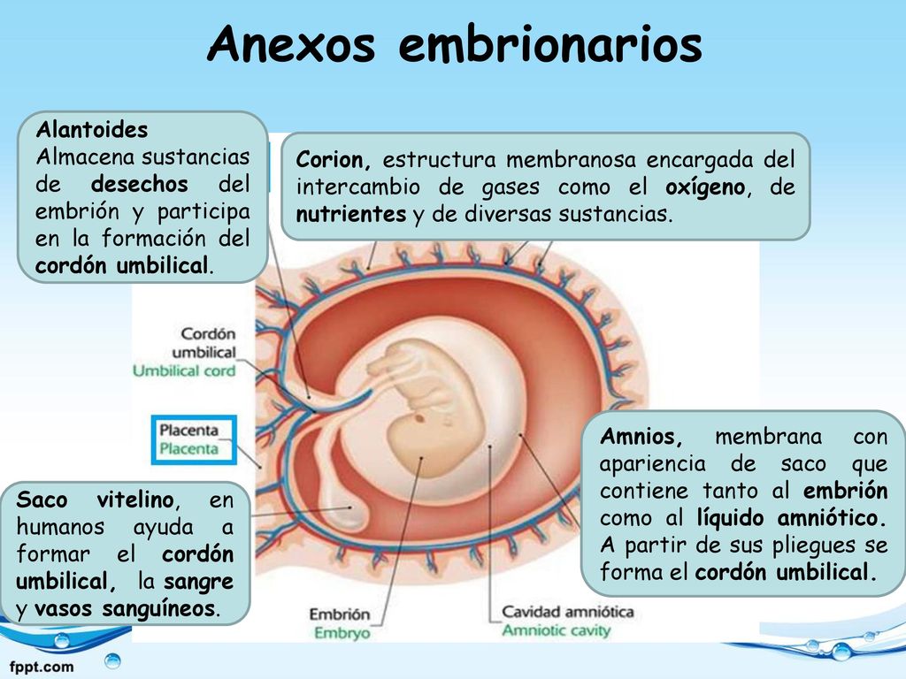 Anexos embrionarios Alantoides Almacena sustancias de desechos del embrión y participa en la formación del cordón umbilical.