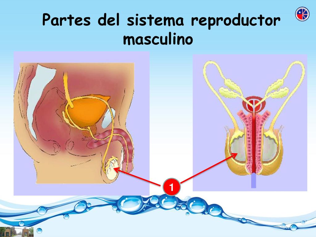 Partes del sistema reproductor masculino