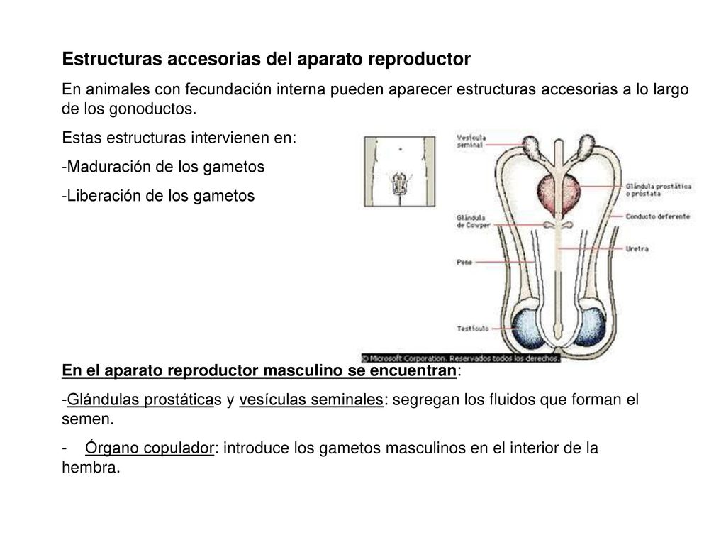 Estructuras accesorias del aparato reproductor