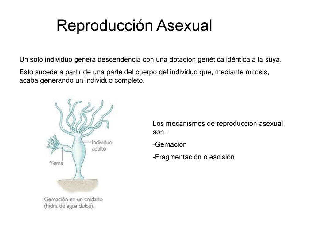 Reproducción Asexual Un solo individuo genera descendencia con una dotación genética idéntica a la suya.