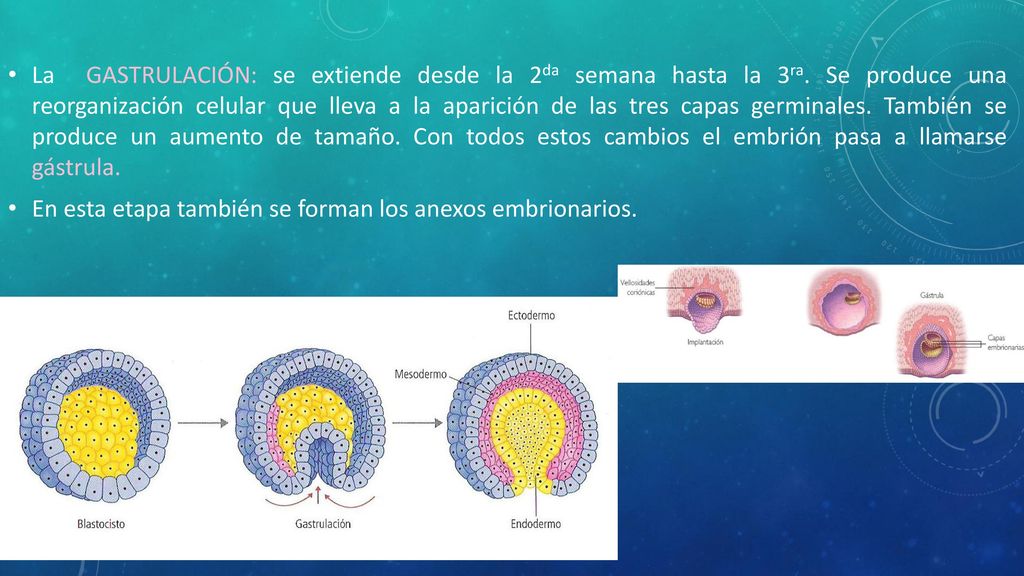La GASTRULACIÓN: se extiende desde la 2da semana hasta la 3ra