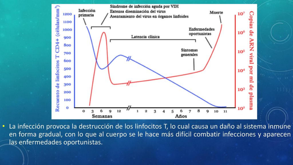 La infección provoca la destrucción de los linfocitos T, lo cual causa un daño al sistema inmune en forma gradual, con lo que al cuerpo se le hace más difícil combatir infecciones y aparecen las enfermedades oportunistas.