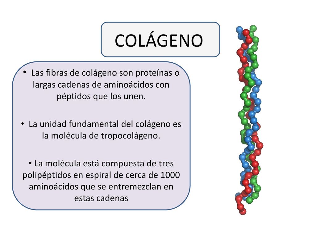 La unidad fundamental del colágeno es la molécula de tropocolágeno.