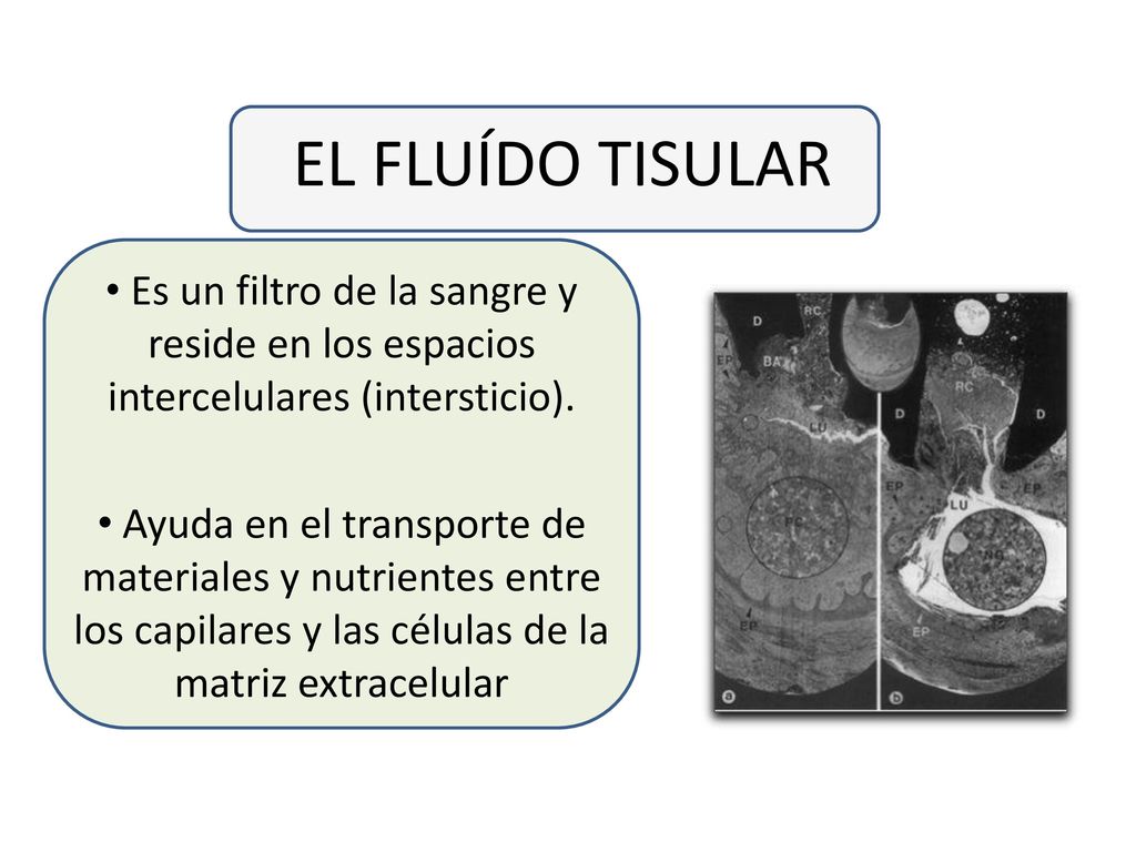 EL FLUÍDO TISULAR Es un filtro de la sangre y reside en los espacios intercelulares (intersticio).