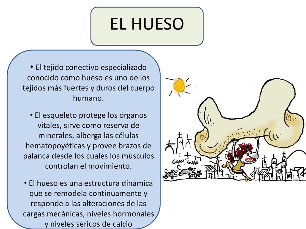 EL HUESO El tejido conectivo especializado conocido como hueso es uno de los tejidos más fuertes y duros del cuerpo humano.