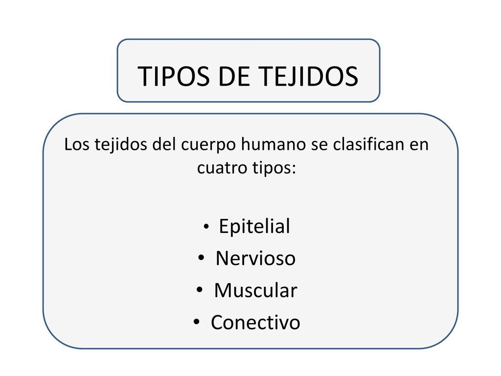 Los tejidos del cuerpo humano se clasifican en cuatro tipos: