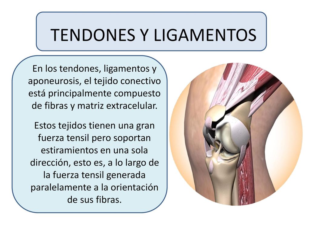 TENDONES Y LIGAMENTOS En los tendones, ligamentos y aponeurosis, el tejido conectivo está principalmente compuesto de fibras y matriz extracelular.