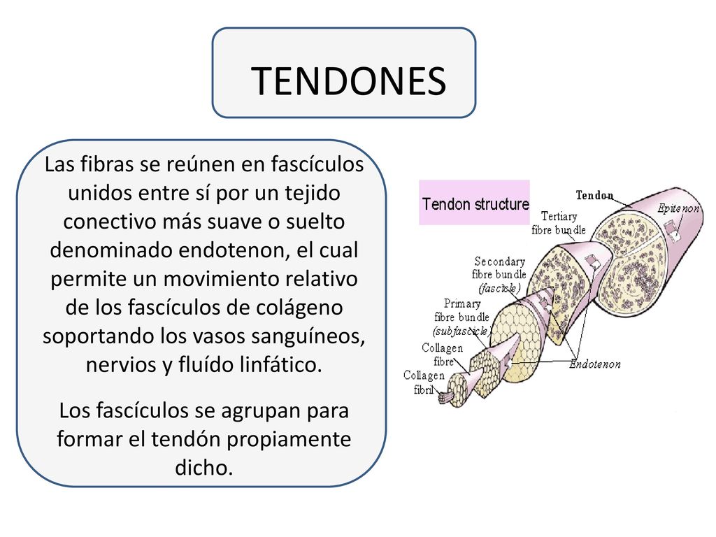 Los fascículos se agrupan para formar el tendón propiamente dicho.
