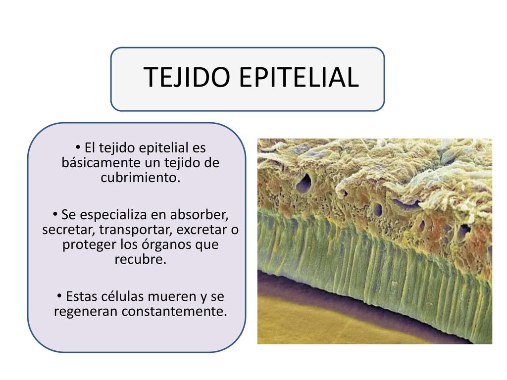TEJIDO EPITELIAL El tejido epitelial es básicamente un tejido de cubrimiento.