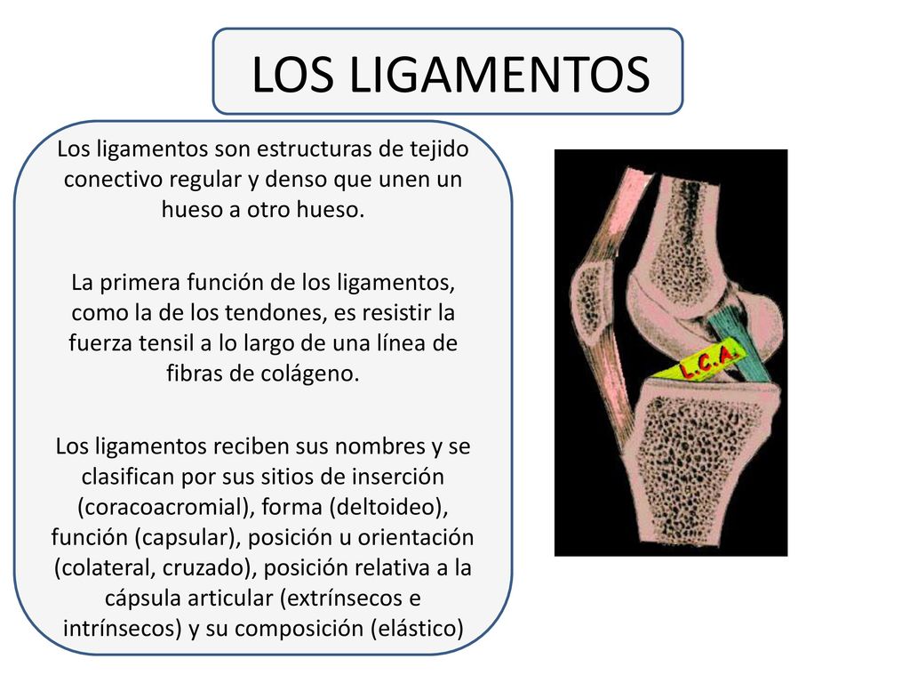 LOS LIGAMENTOS Los ligamentos son estructuras de tejido conectivo regular y denso que unen un hueso a otro hueso.