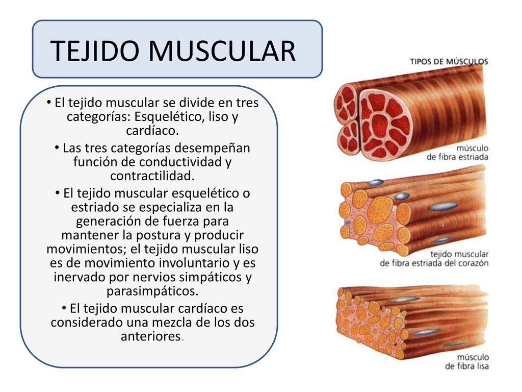 TEJIDO MUSCULAR El tejido muscular se divide en tres categorías: Esquelético, liso y cardíaco.