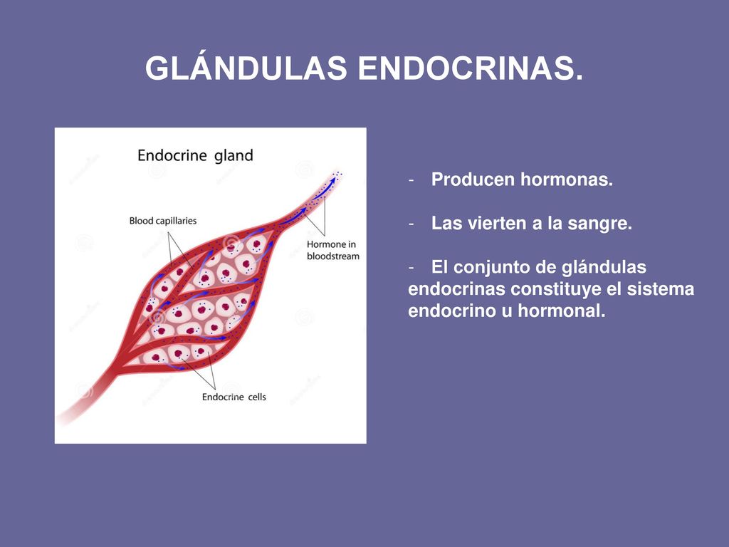 GLÁNDULAS ENDOCRINAS. Producen hormonas. Las vierten a la sangre.