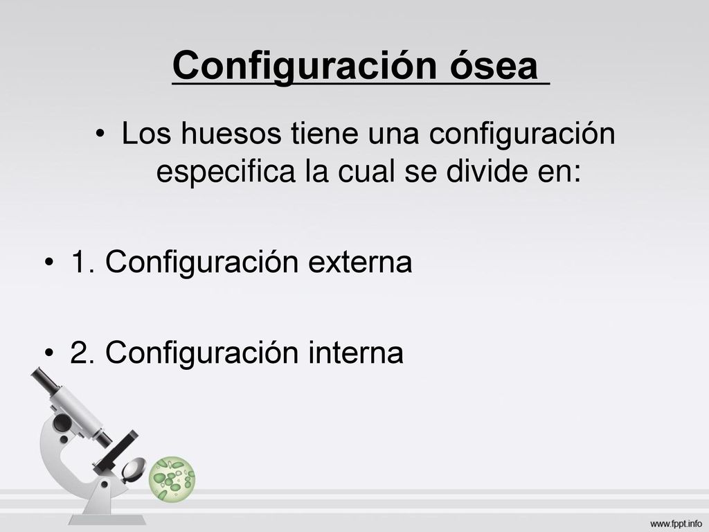 Los huesos tiene una configuración especifica la cual se divide en: