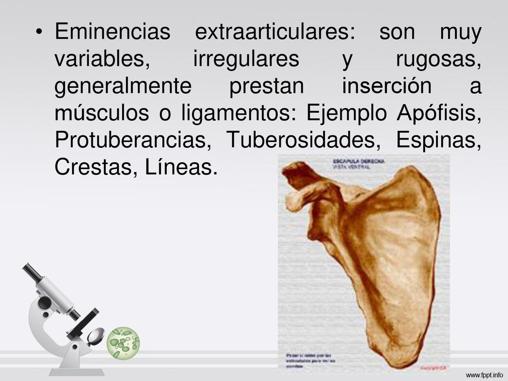 Eminencias extraarticulares: son muy variables, irregulares y rugosas, generalmente prestan inserción a músculos o ligamentos: Ejemplo Apófisis, Protuberancias, Tuberosidades, Espinas, Crestas, Líneas.