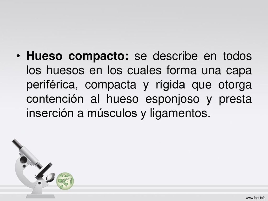 Hueso compacto: se describe en todos los huesos en los cuales forma una capa periférica, compacta y rígida que otorga contención al hueso esponjoso y presta inserción a músculos y ligamentos.