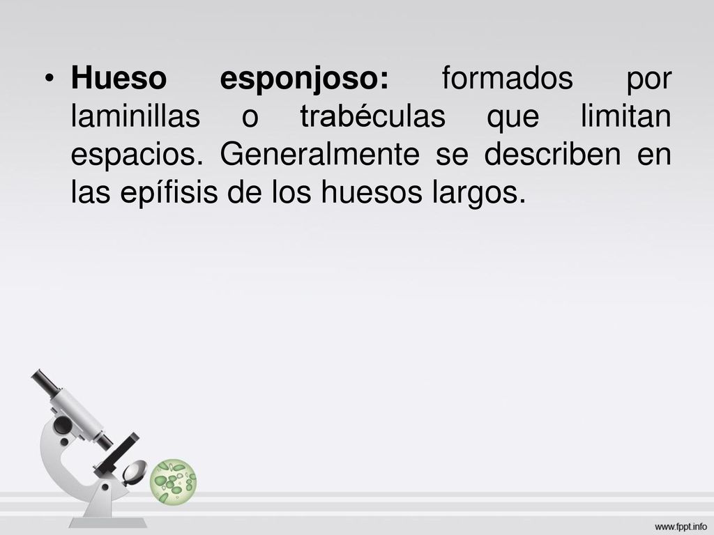 Hueso esponjoso: formados por laminillas o trabéculas que limitan espacios.