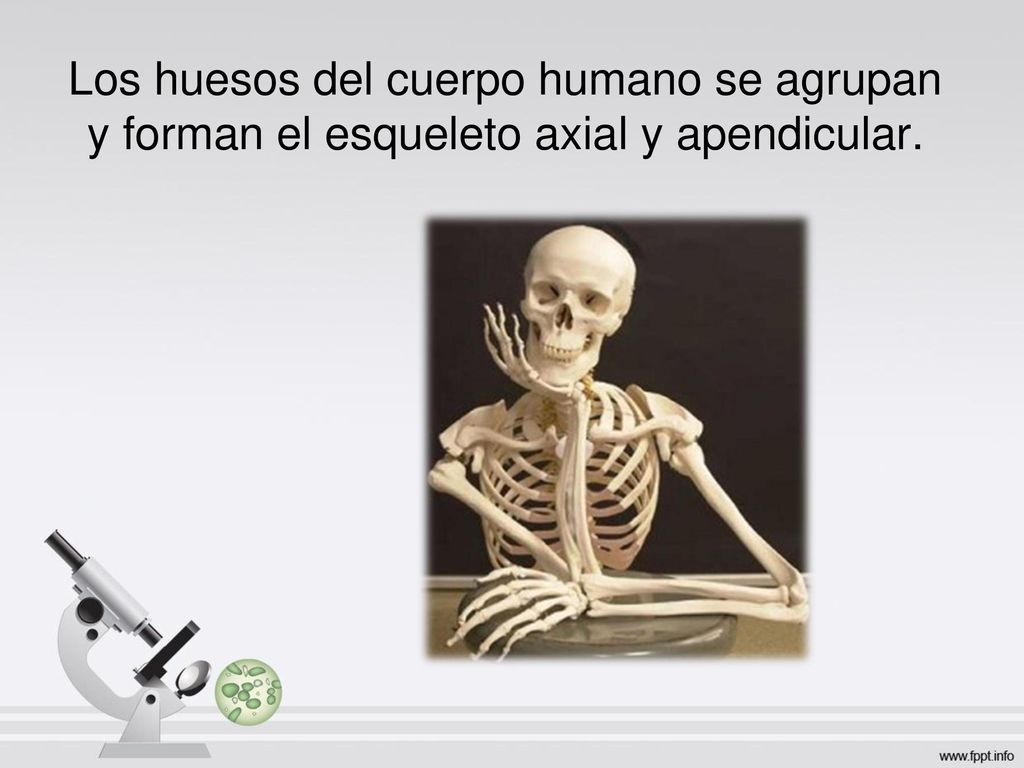 Los huesos del cuerpo humano se agrupan y forman el esqueleto axial y apendicular.