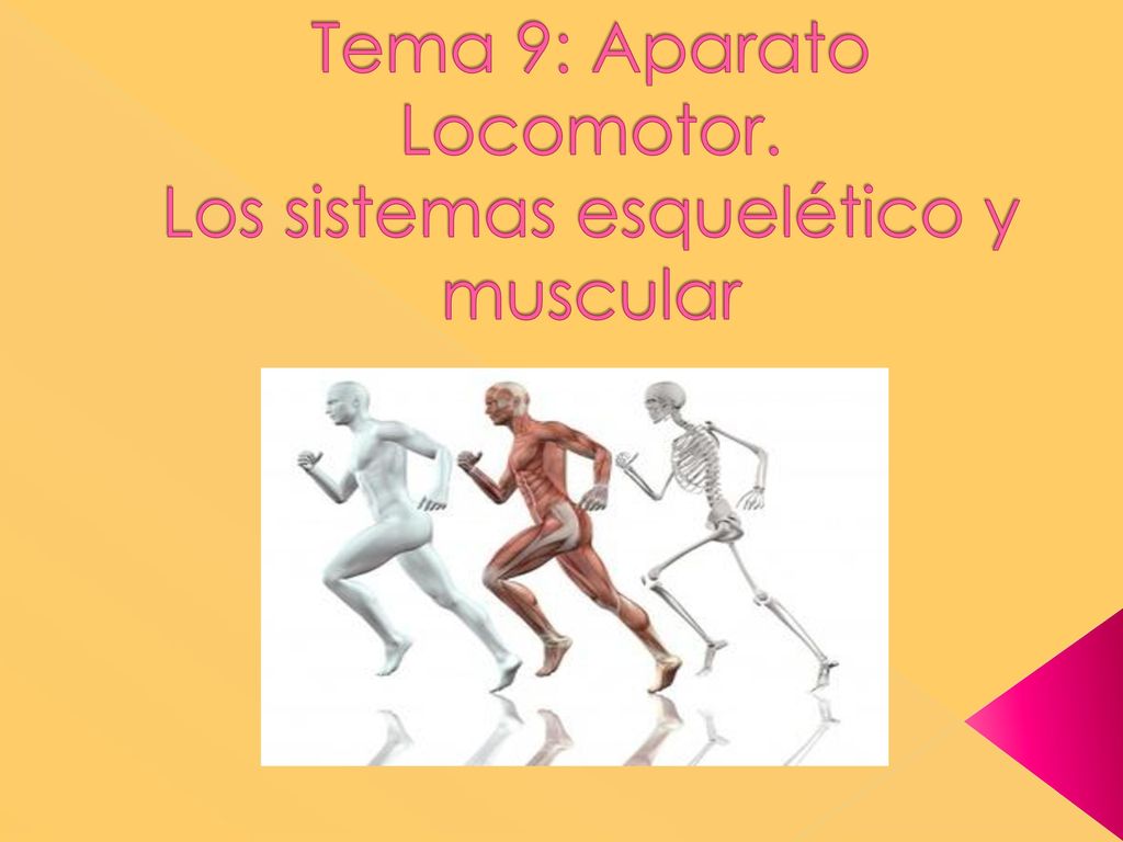 Tema 9: Aparato Locomotor. Los sistemas esquelético y muscular