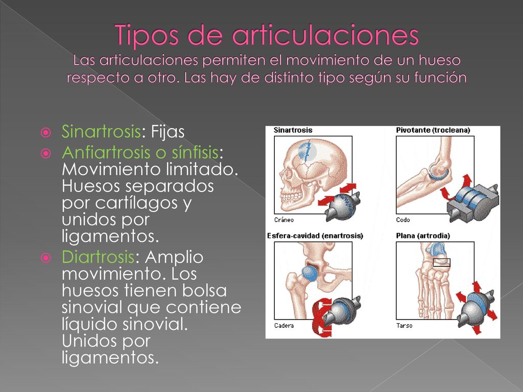 Tipos de articulaciones Las articulaciones permiten el movimiento de un hueso respecto a otro. Las hay de distinto tipo según su función