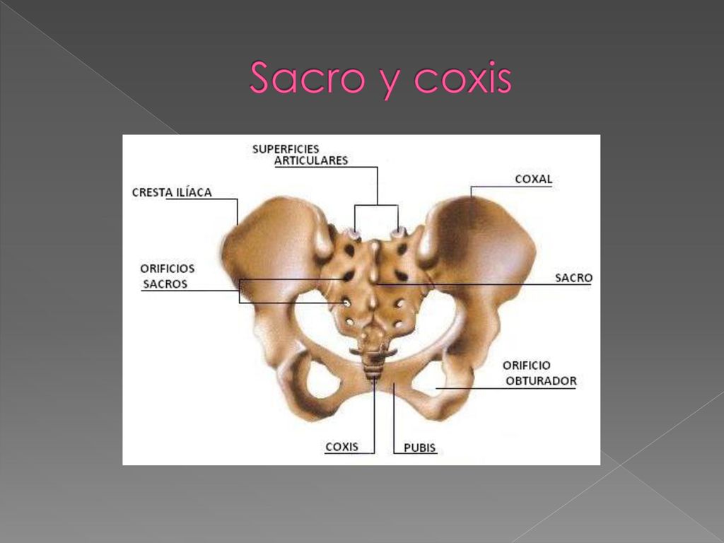 Sacro y coxis Es una anfiartrosis como vimos anteriormente, con moviminetos limitados